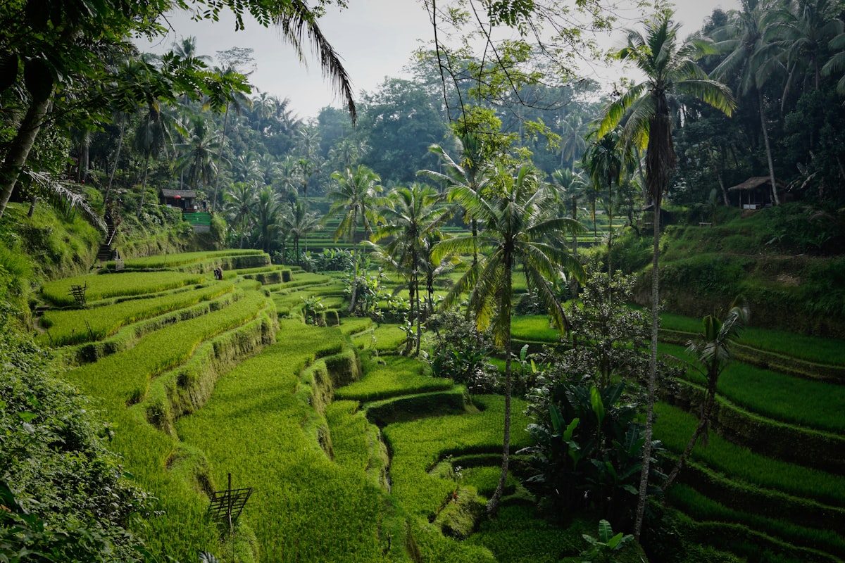 Bali rice terrace photo